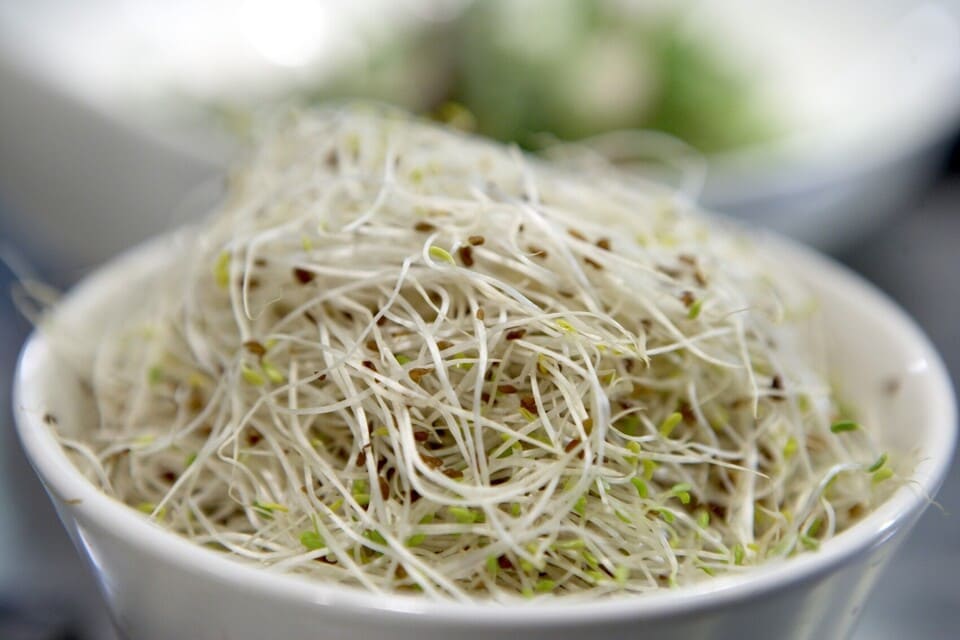 Alfalfa groddar